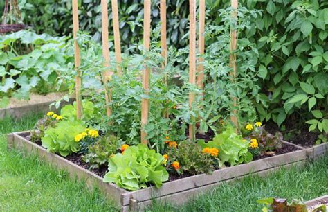Summer Vegetable Gardening Jung Seeds Gardening Blog