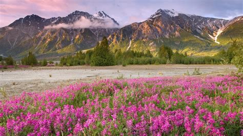 1920x1080 Field Flowers Mountains 1080p Laptop Full Hd Wallpaper Hd