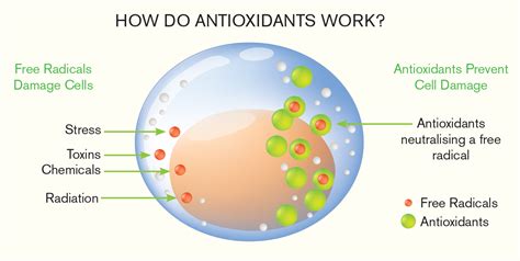 Antioxidants How Do They Work Immune Health Basics