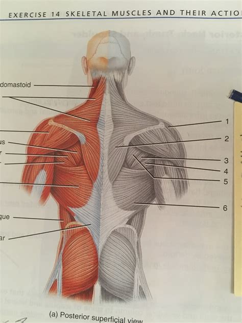 Muscles Of The Posterior Neck Trunk And Shoulder Diagram Quizlet