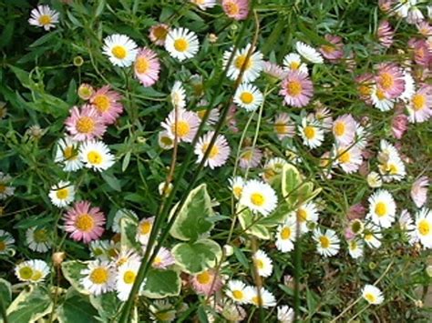 Many herbs can withstand shade if they get a minimum of light, even filtered sunlight, for two to three hours a day. Gardening in Africa: Erigeron and summer in the garden