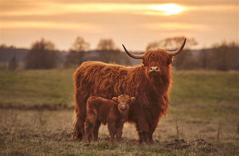 Highland Cows Scotlands True National Animal
