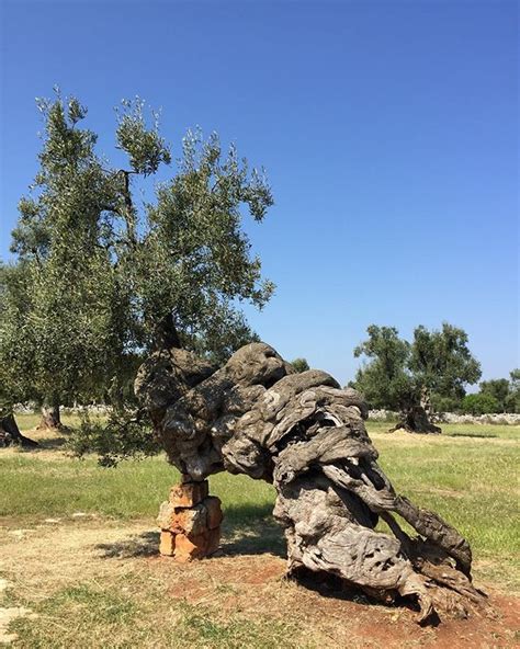 A Three Thousand Year Old Olive Tree In Puglia Still Producing