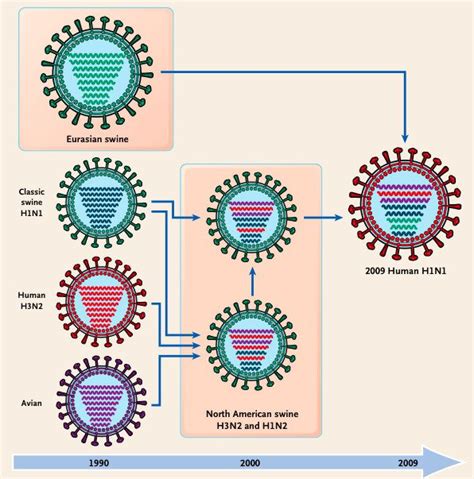 Reassortment Of The Influenza Virus Genome Virology Blog