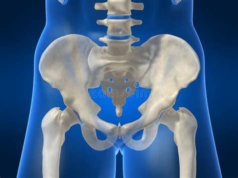 Human Skeletal Hips Stock Illustrations 66 Human Skeletal Hips Stock