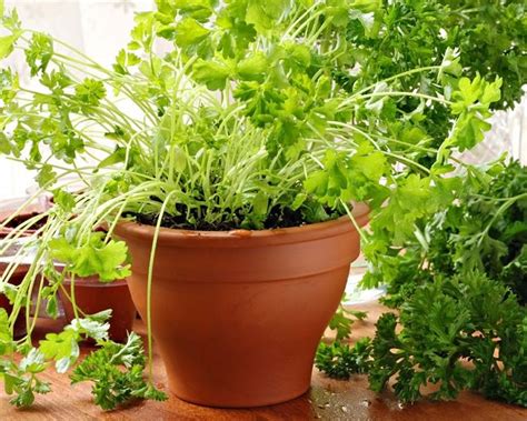 Maybe you would like to learn more about one of these? 12 Best Herbs to Grow Indoors | Indoor Herbs | Balcony ...
