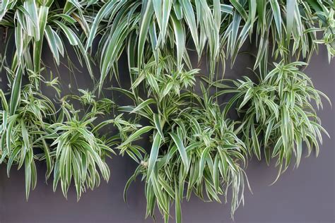 Spider Plant Profile Growth Habit And Types Plantura