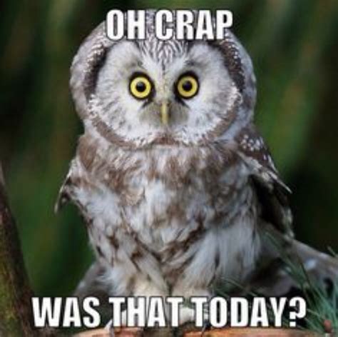 Pin By Kristine On Owls N Funny Owls Funny Owl Memes Funny Owl Pictures