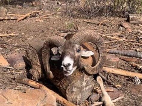 Bronze Medal Mouflon Stalking In Jaén Huntts