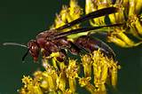 Pictures of What Is A Paper Wasp