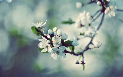 Apple Blossom Wallpapers Wallpaper Cave