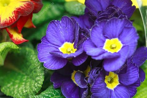 Beautiful Purple Violet Flowers — Stock Photo © Mettus 22241261