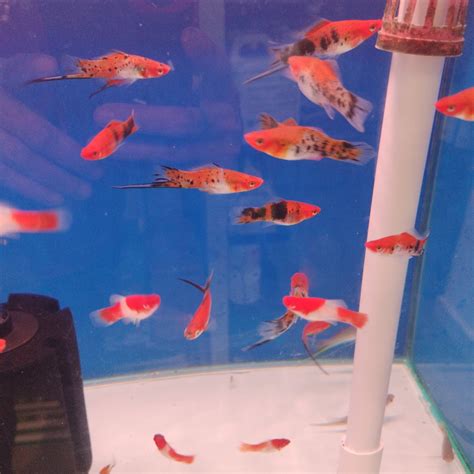 Tri Color Swordtail Fish — East Ocean Aquatic