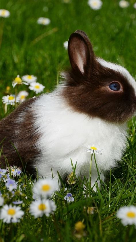 Cute Rabbit Pinterest