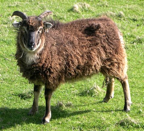 Soay Sheep Roys Farm