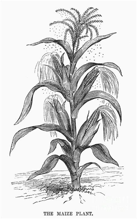 Corn Plant Drawing At Explore Collection Of Corn