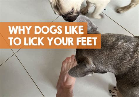 Why Does My Dog Lick My Feet What The Obsession Means