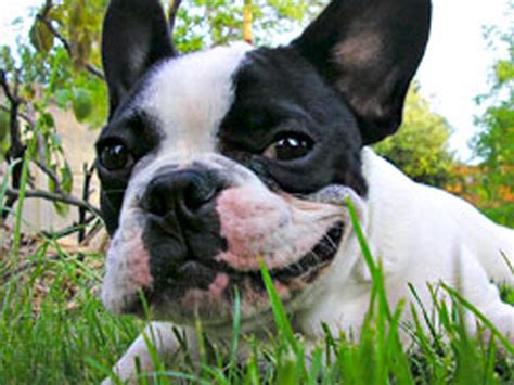 But, did you know that they actually. She-male bulldog baffles researchers - CBS News