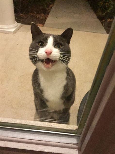 But before you assume your cat is just being extra needy, seek counsel from if your senior cat is older than 10 and recently started meowing loudly or meowing a lot, visit your veterinarian to have your cat examined. Loud, 'Talkative' Cat Found In Lansdale | Montgomeryville ...