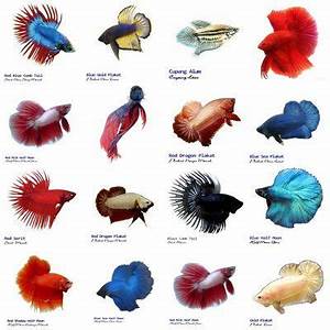 Different Types Of Betta Fish 2020 Pattern And Color With Photos