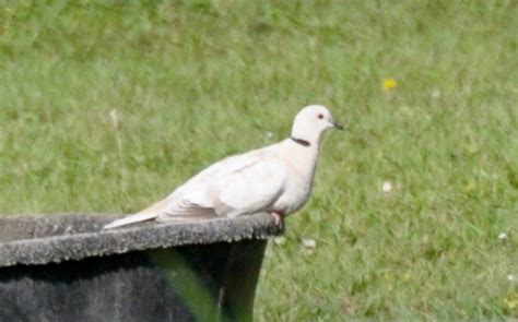 Nestwatch Leucistic Eurasian Collared Dove Nestwatch