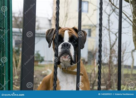 Boxer Dog Behind The Fence Slovakia Stock Image Image Of Europe