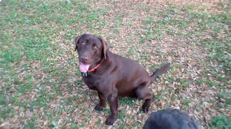 Hunting Bird Dog Chocolate Labrador Youtube