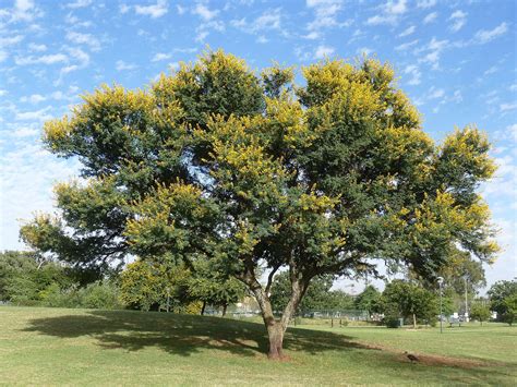 Las 11 Especies De Acacia Más Populares Para Los Jardines Jardineria On
