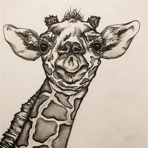 Baby Giraffe Sketch For A Christmas Present Ridap