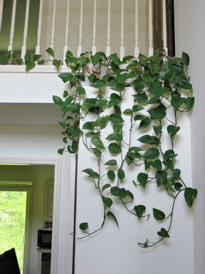 A Lovely Way To Arrange Golden Pothos In The Home Ivy Plant Indoor