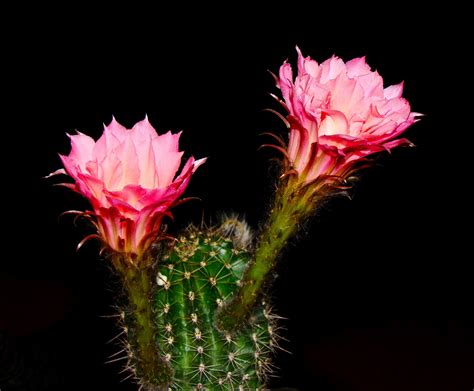Lunch, dinner, groceries, office supplies, or anything else: Scottsdale Daily Photo: Photo: Giant Cactus Flowers