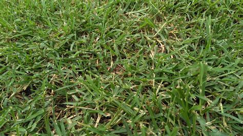 Warm Season Grass Identity Lawnsite™ Is The Largest And Most Active