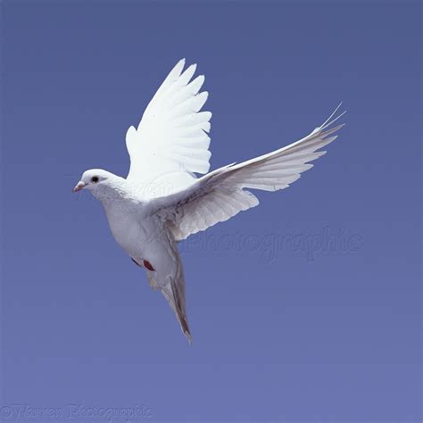 White Pigeon Flying