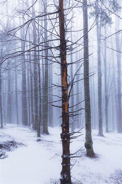 Winter Scenery In The Forest With Birch Trees And Fog Stock Photo