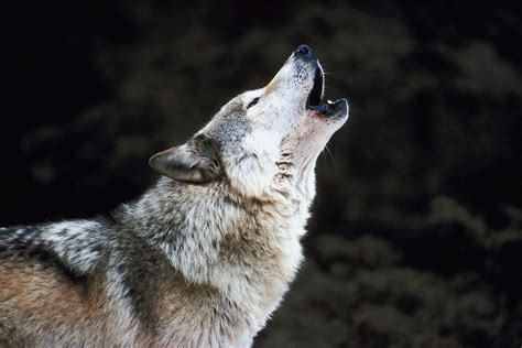 Watch Wolf Howl At Sky In Epic Footage As Wild As They Come