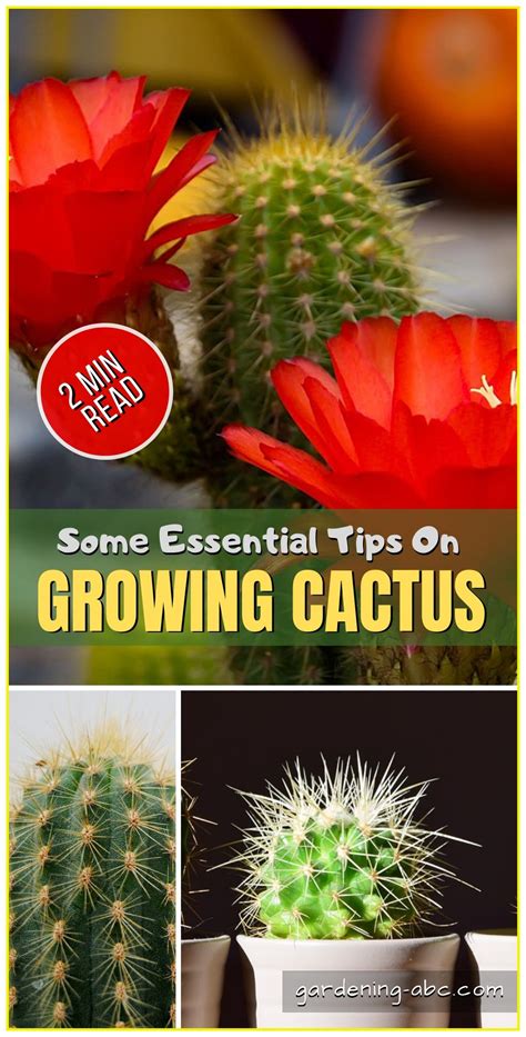 How To Grow Cactus Plants Simple Tips For Growing Cactus How To Grow