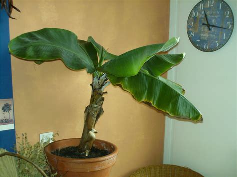 It grows easily even in the apartment even if it is necessary to give you some more attention. Indoor Banana Plant: How To Grow Banana Inside