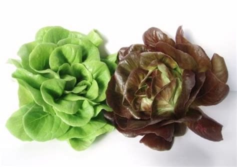 Pourquoi ne faut-il pas couper la salade