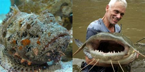 We would like to show you a description here but the site won't allow us. 10 Ikan Paling Berbahaya & Mematikan di Dunia | Dream.co.id