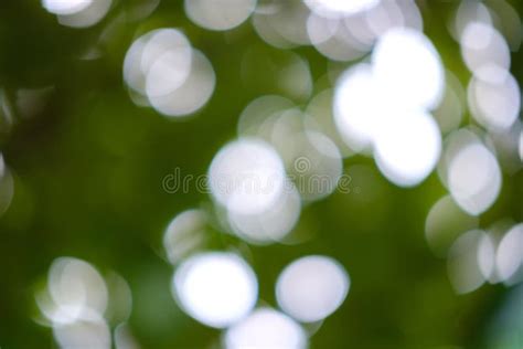 Sunlight Bokeh In The Defocused Tree Leaves And Tree Branches Stock