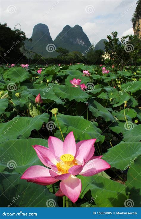 Lotus Flower In China Stock Image Image Of Natural Water 16852885