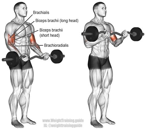 Beginners Dont Train Your Arms Until You Can Do These 3 Exercises