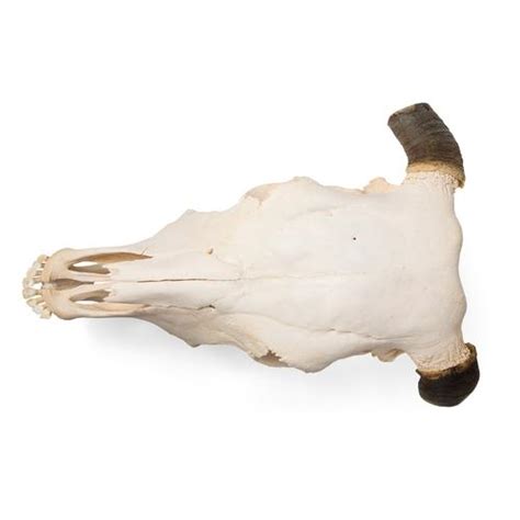 Bovine Skull Bos Taurus With Horns Specimen 1020978 T300151w