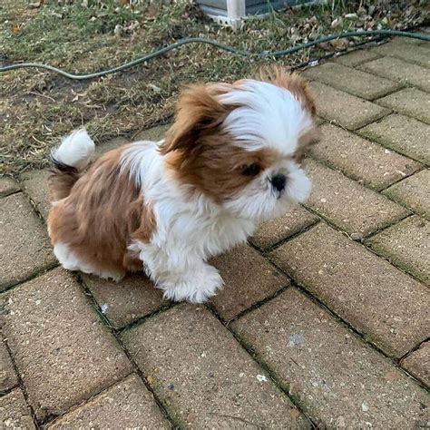 Purebred Shih Tzu Puppies For Sale Adoption From Auckland