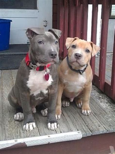 Pitt Bulls With Their Natural Ears And Tails Pitt Bulls Blue Pits