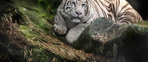 White Bengal Tiger Wallpaper 4k Zoo White Tiger Wild