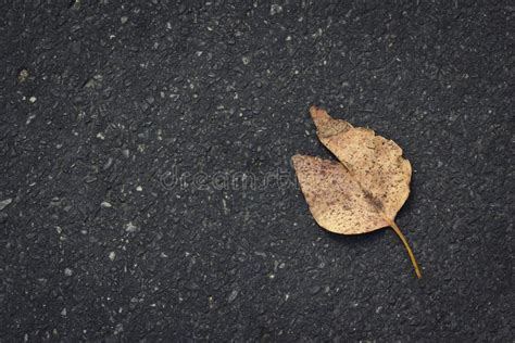 Leaf On Road Stock Image Image Of Leaf Cement Outdoor 28928845