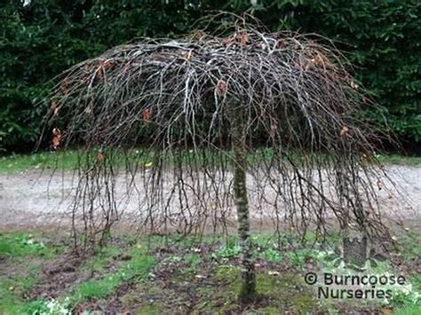 Fagus Sylvatica Purpurea Pendula From Burncoose Nurseries