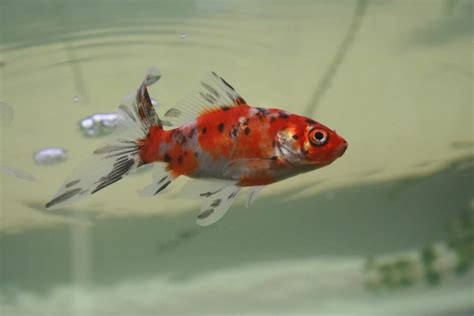 Shubunkin Goldfish 101 Care Size Lifespan And More
