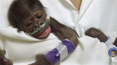 Explore tweets of marco travaglio @marcotravaglio on twitter. Baby gorilla si ricongiunge con la madre - GreenStyle
